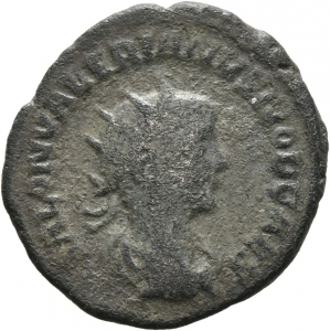 Saloninus