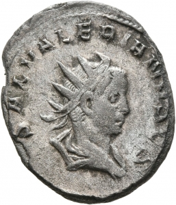 Saloninus